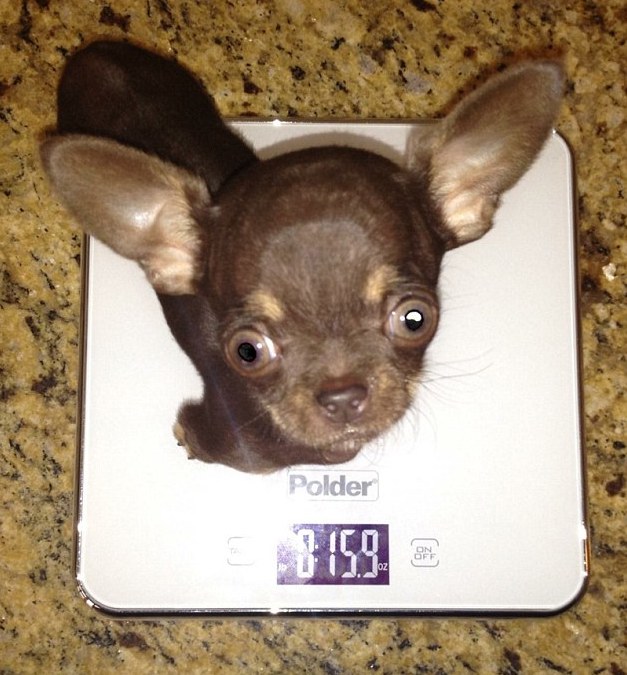 Milly Guinness World Record Smallest Dog Smallest Dog Ever - Main Image