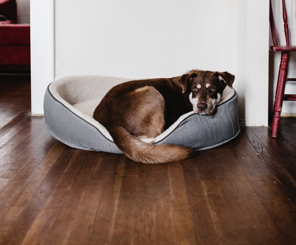 Best Dog Beds Tailster Blog