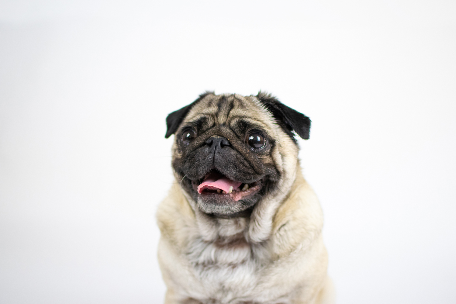 crufts 2019 working dogs