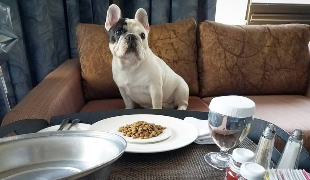 Frenchies Are The Most Popular UK Dog Breed Tailster Blog