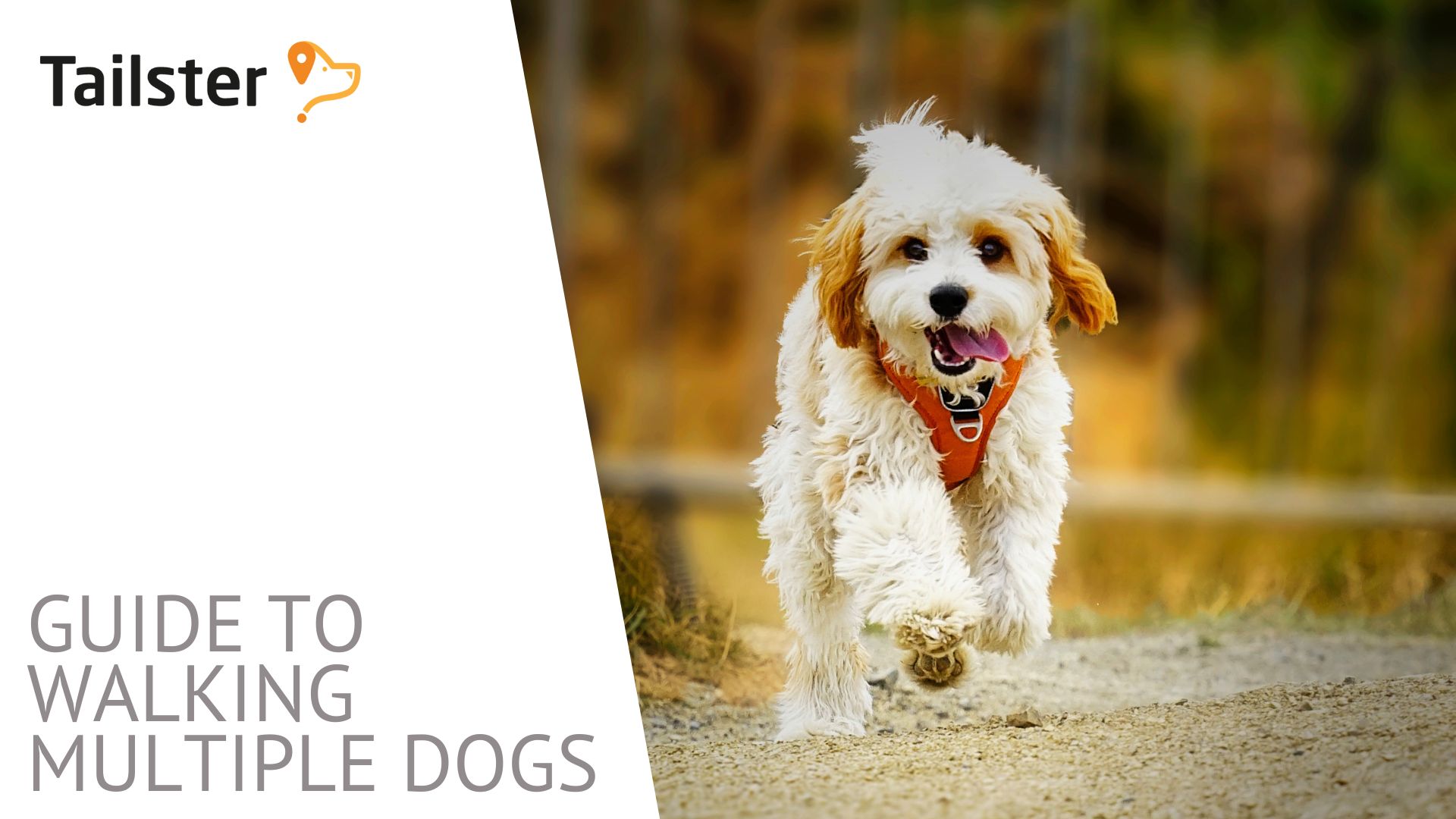 Walking The Pack A Guide To Safely And Effectively Walking Multiple Dogs