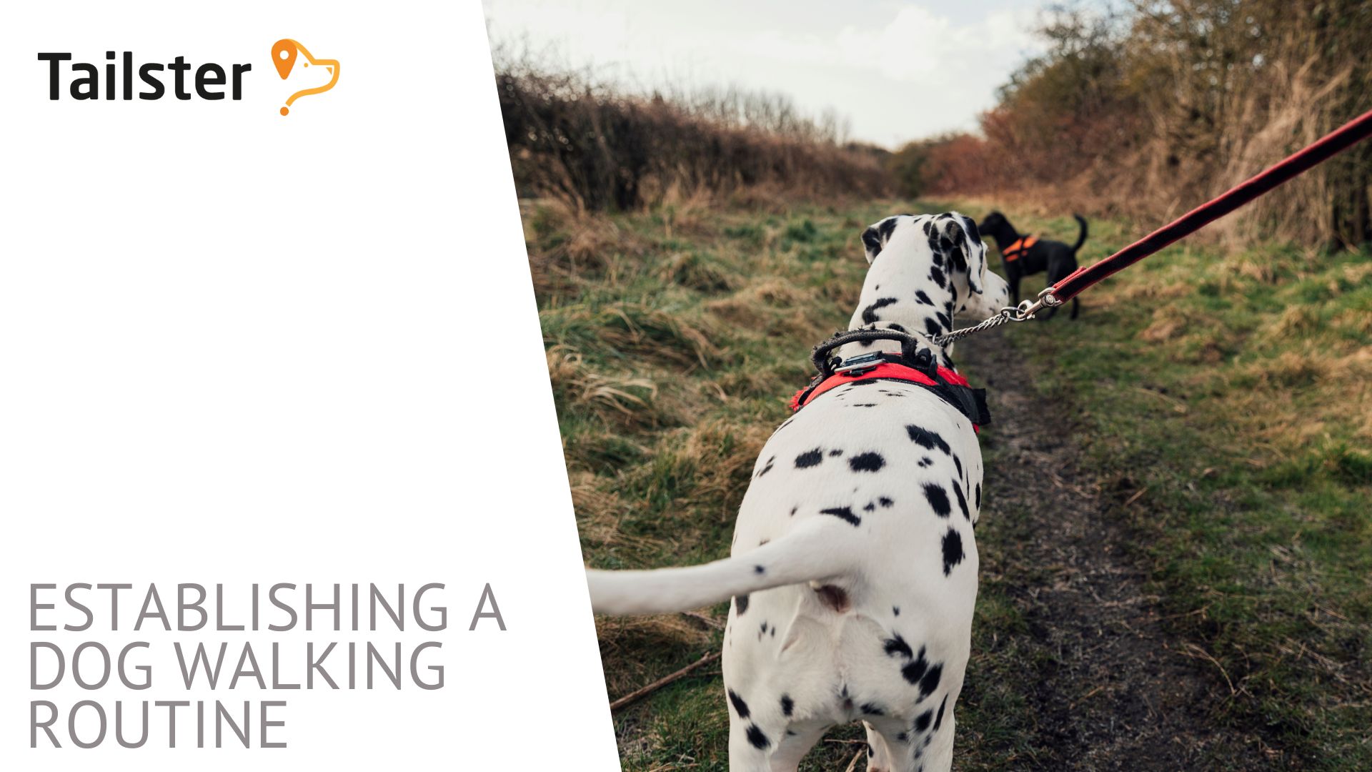 the-power-of-routine-how-to-establish-a-consistent-dog-walking-schedule