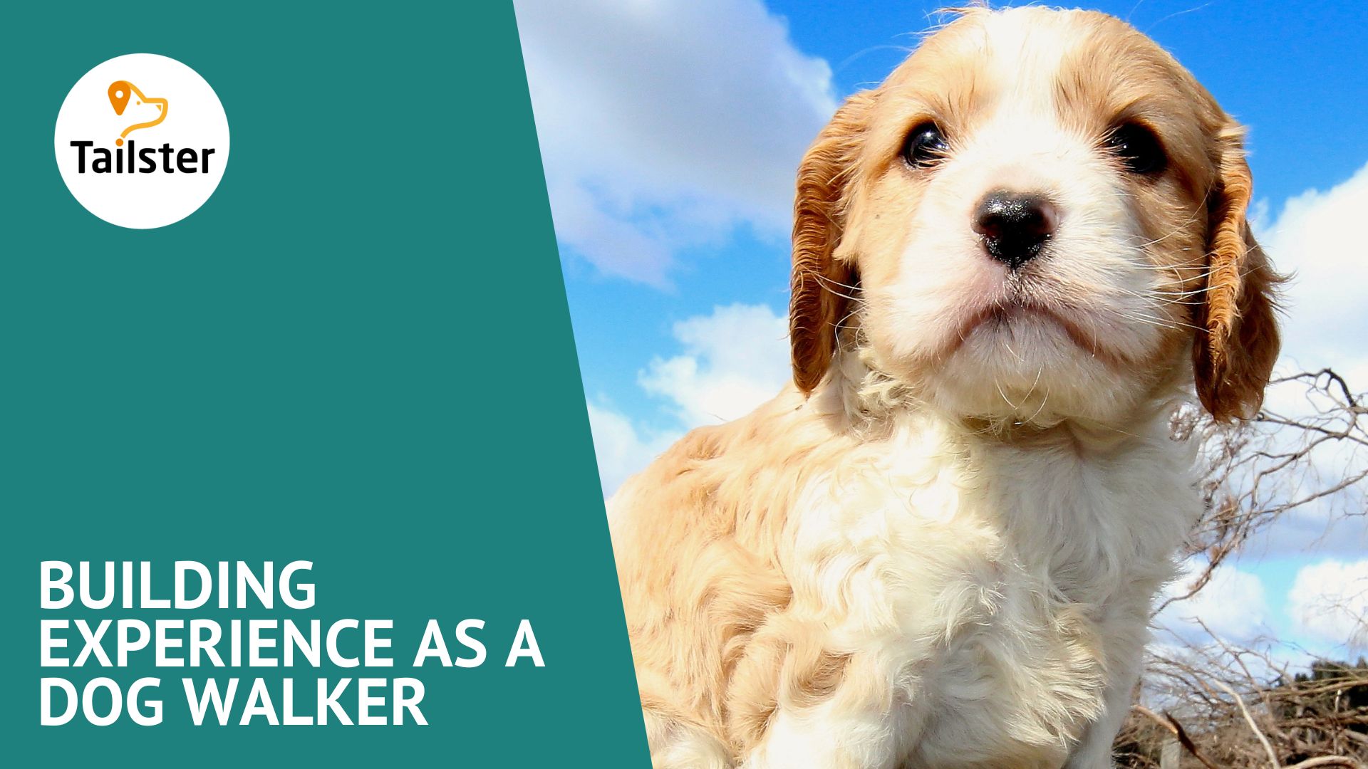 From Pet Lover To Pro Tips For Building Experience In Dog Walking