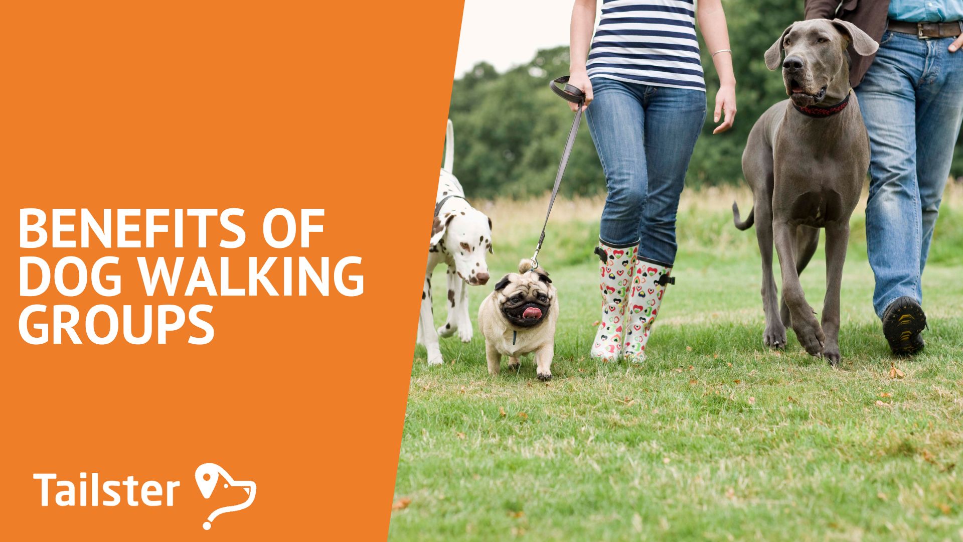 The Benefits Of Dog Walking Groups Finding Support And Connection With