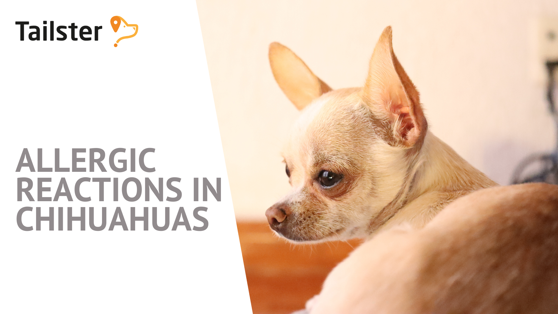 Allergic Reactions In Chihuahuas