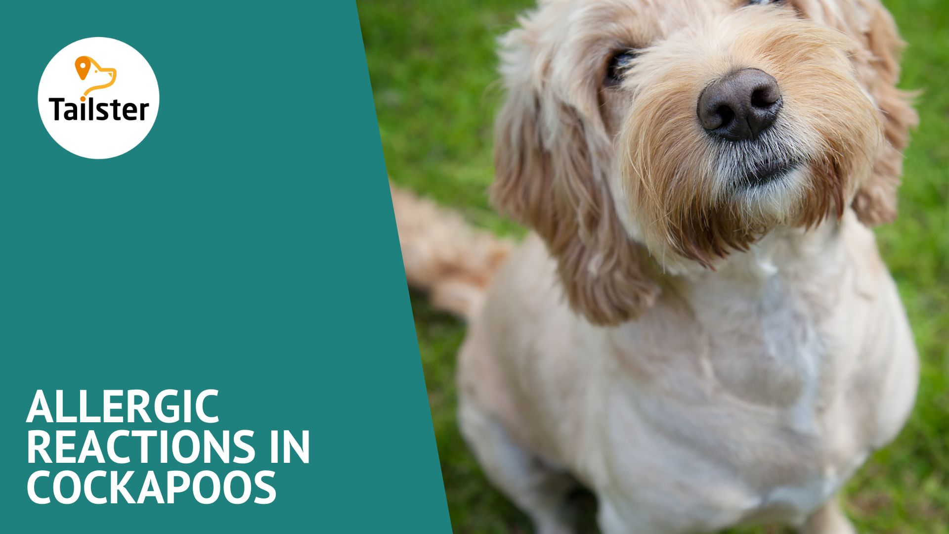 Allergic Reactions In Cockapoos