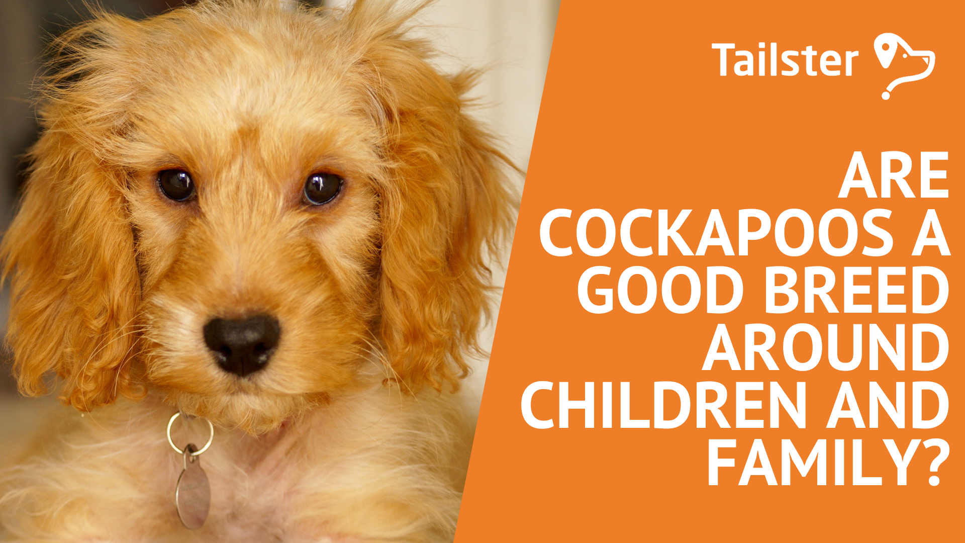 Are Cockapoos A Good Breed Around Children And Family?