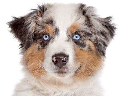 Australian Shepherd with Button Ears