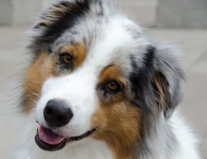 Australian Shepherd with Rose Ears