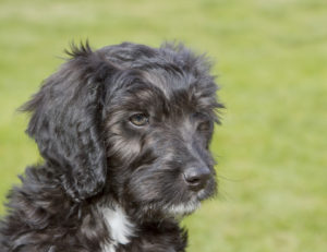 BlackandWhiteCockapoo