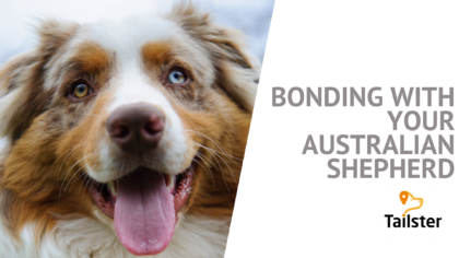 Bonding With Your Australian Shepherd