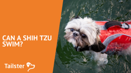 Can a Shih Tzu swim?