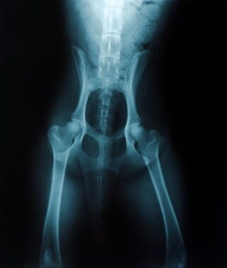 X-Ray of Canine Hip Dysplasia in a Dog