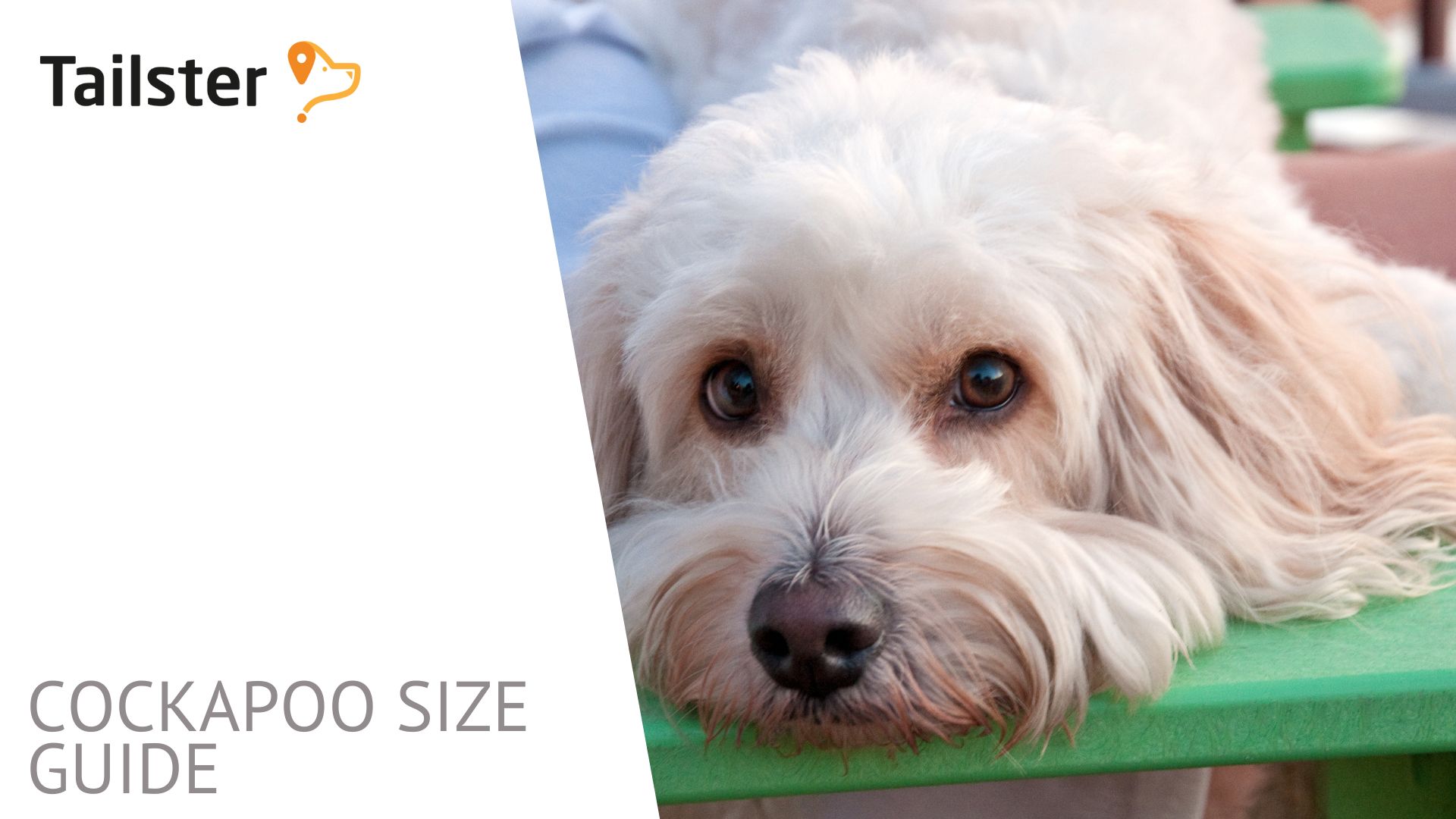 Cockapoo Size Guide