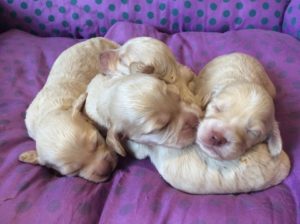 CockapooPuppies