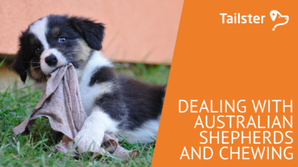 Dealing With Australian Shepherds And Chewing