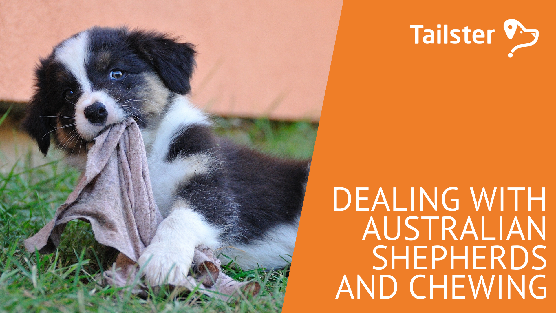 Picture of Dealing With Australian Shepherds And Chewing