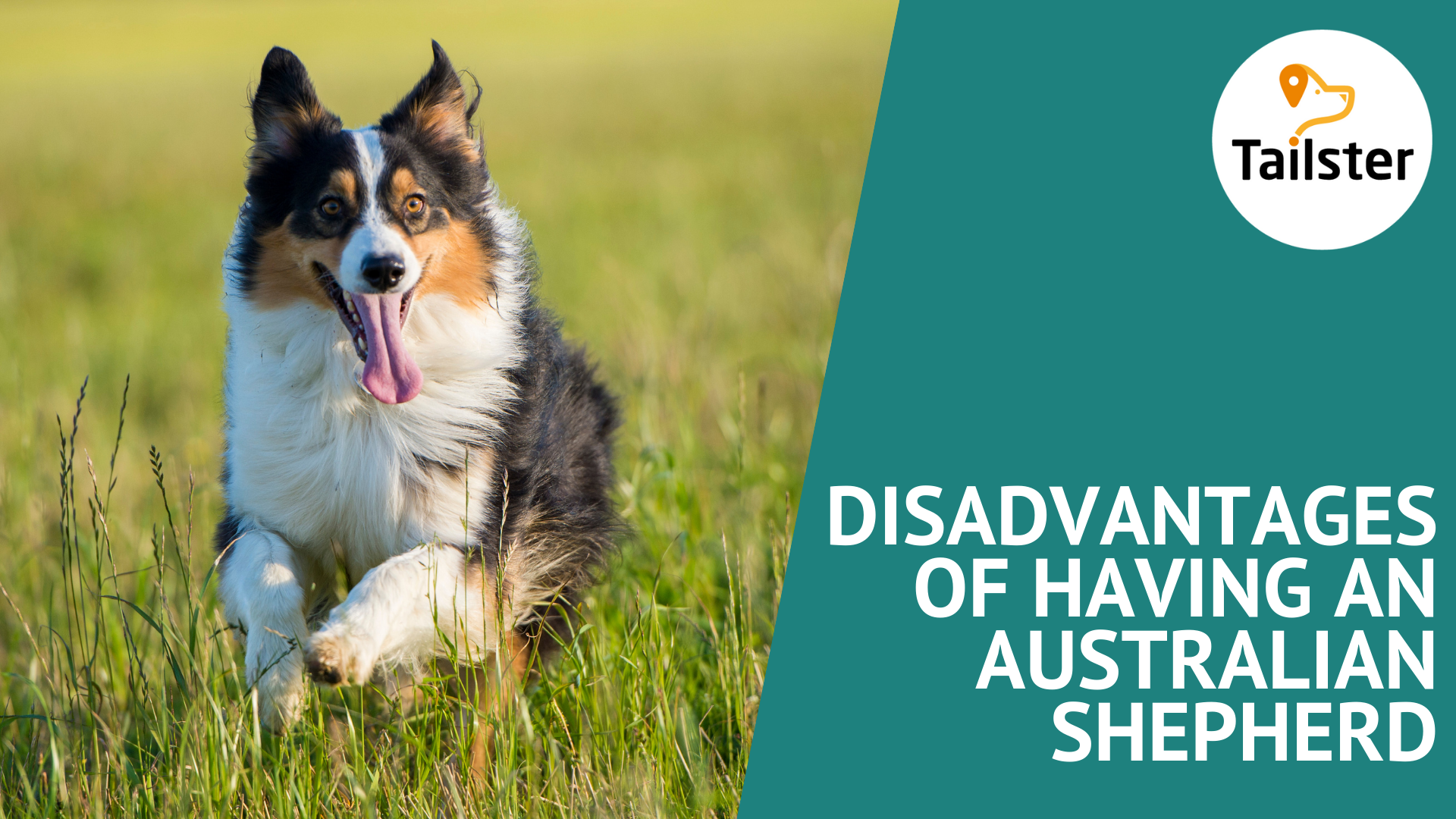 Disadvantages Of Having An Australian Shepherd