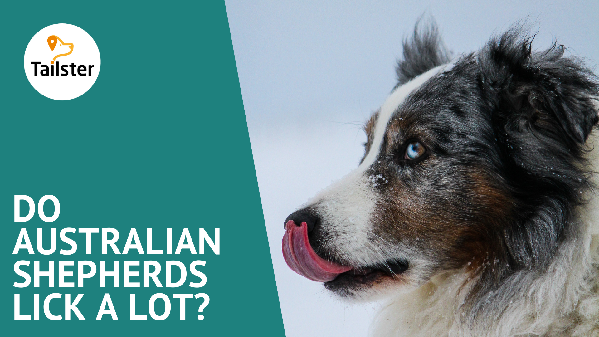 Do Australian Shepherds Lick A Lot 