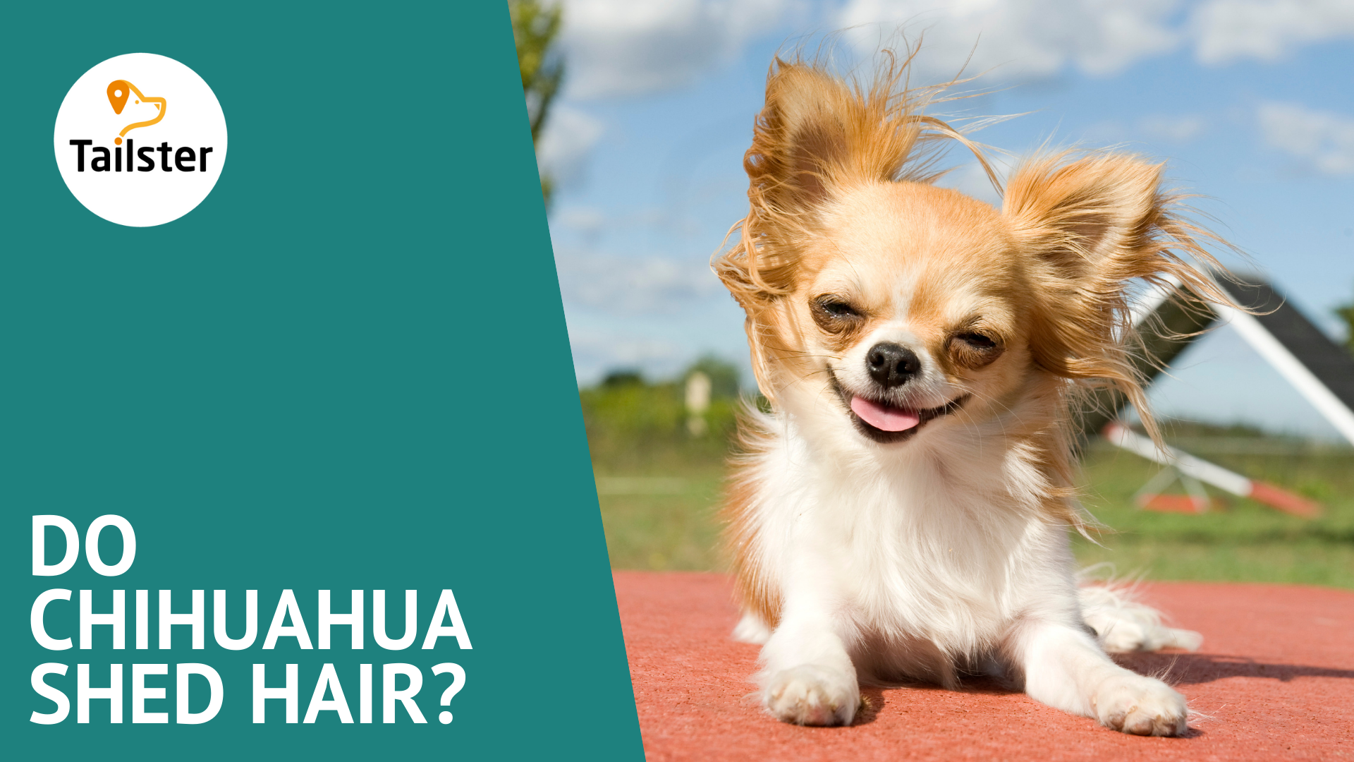 Do Chihuahua Shed Hair?