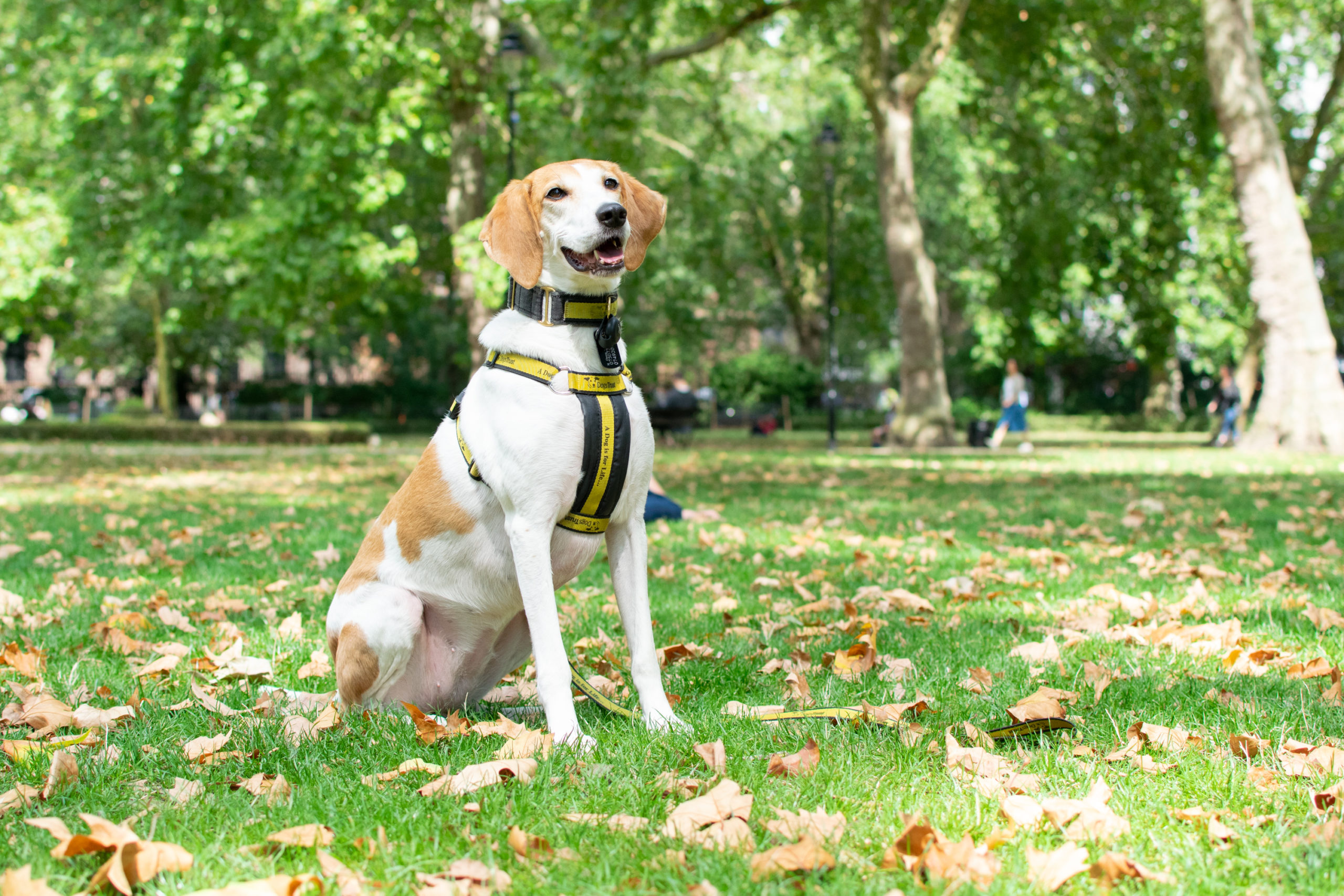 walking your dog off the lead