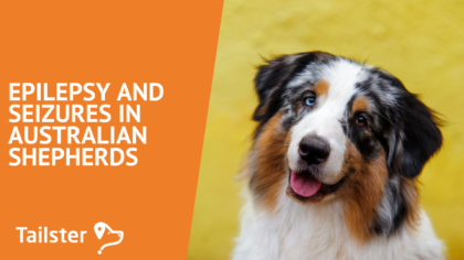 Epilepsy and Seizures in Australian Shepherds