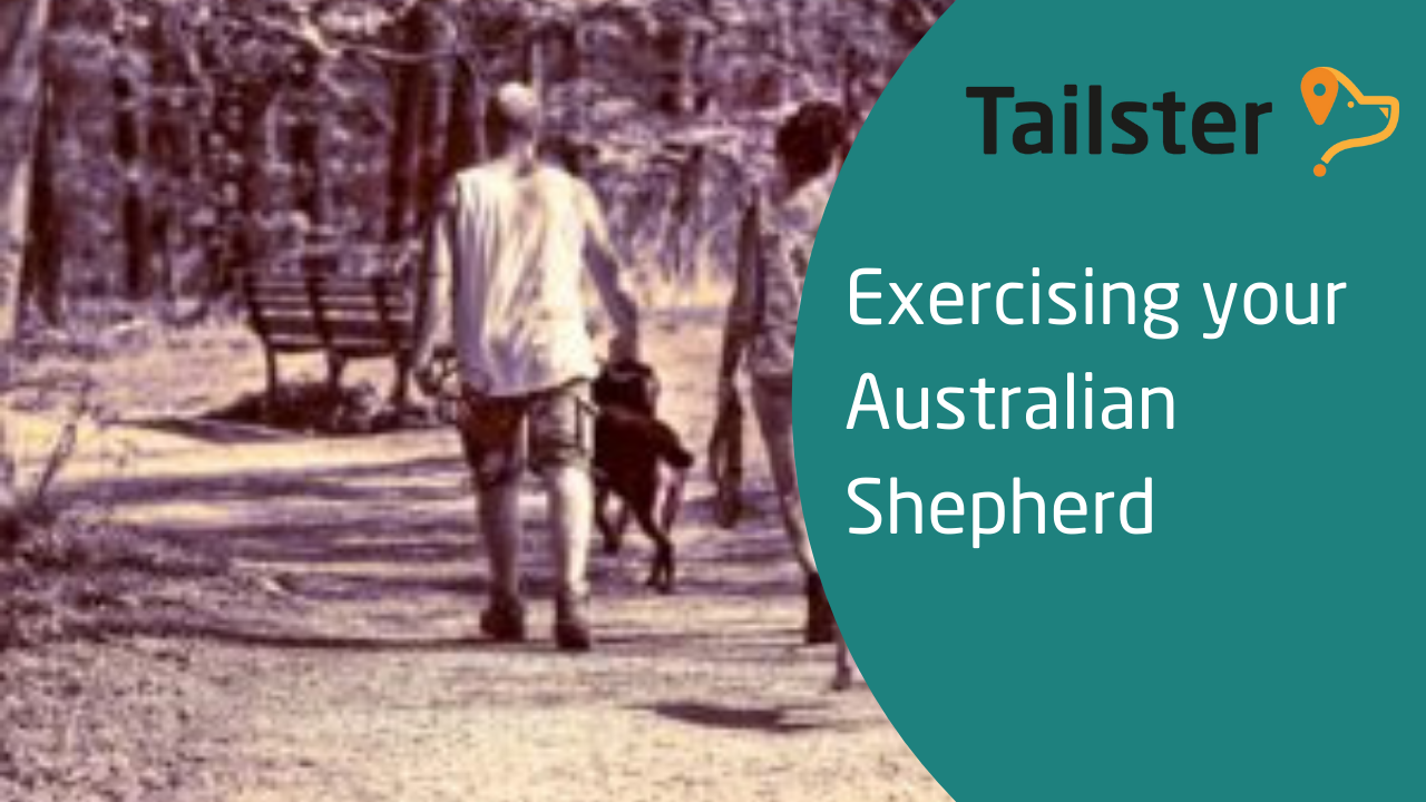 Best Ways To Exercise Your Australian Shepherd?