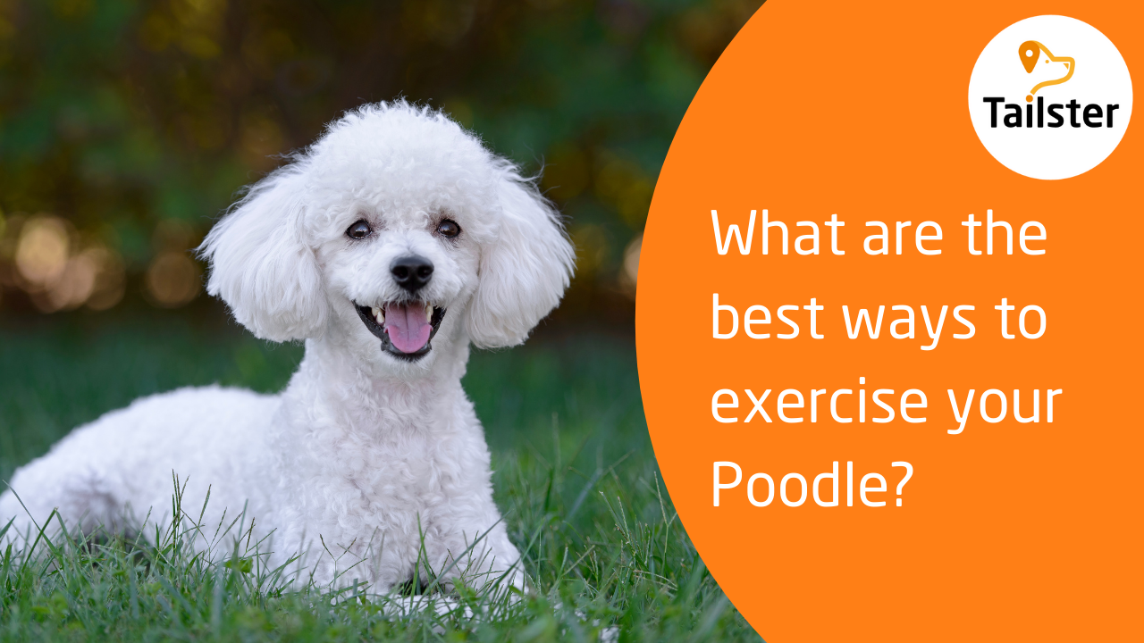 Best Ways To Exercise Your Poodle?