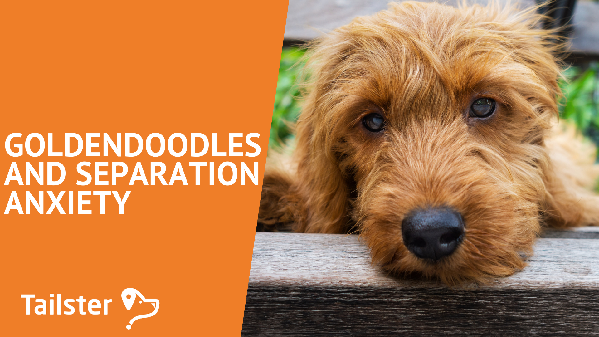 Goldendoodles And Separation Anxiety