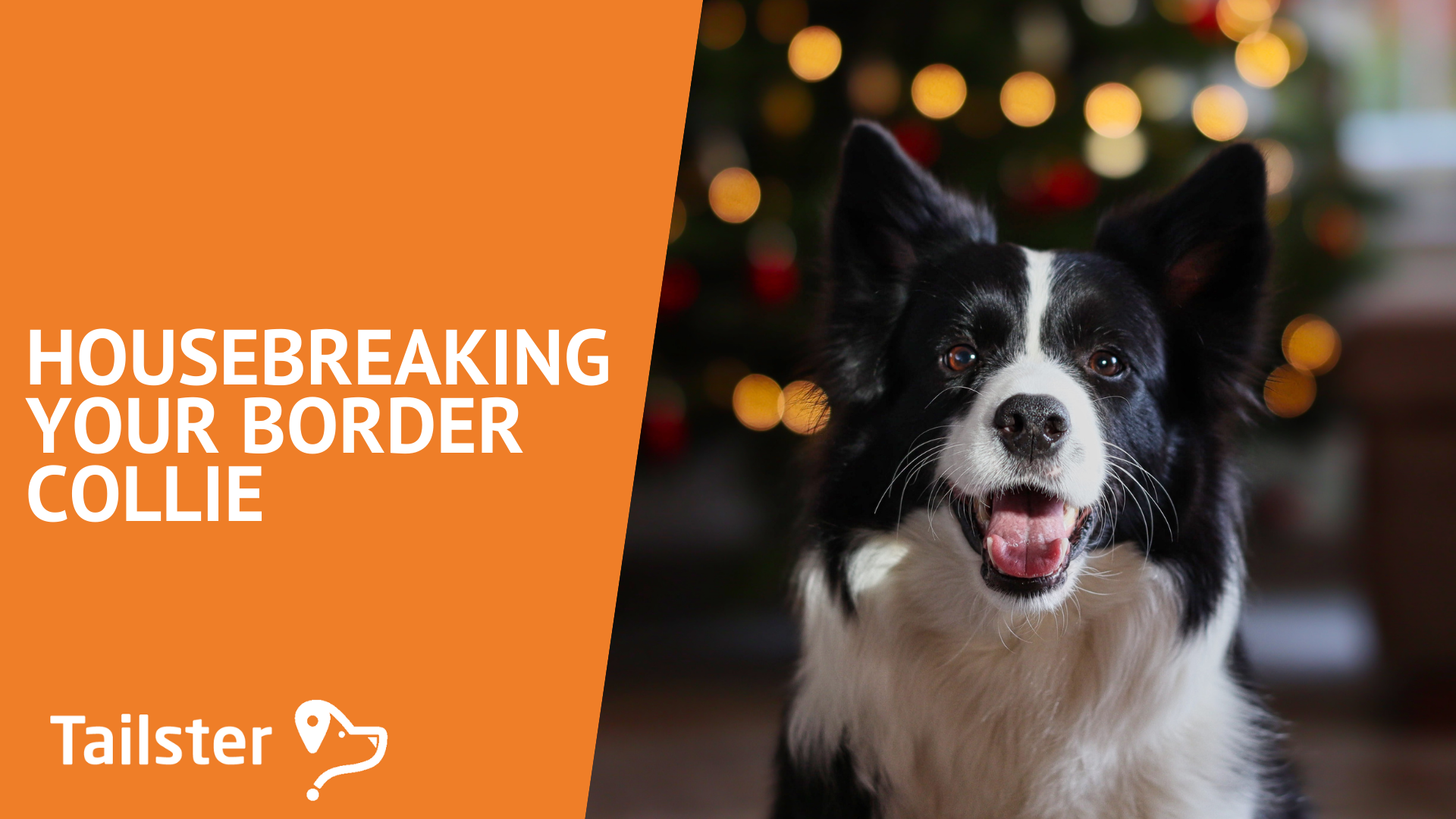 Housebreaking Your Border Collie