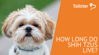 How Long Do Shih Tzus Live