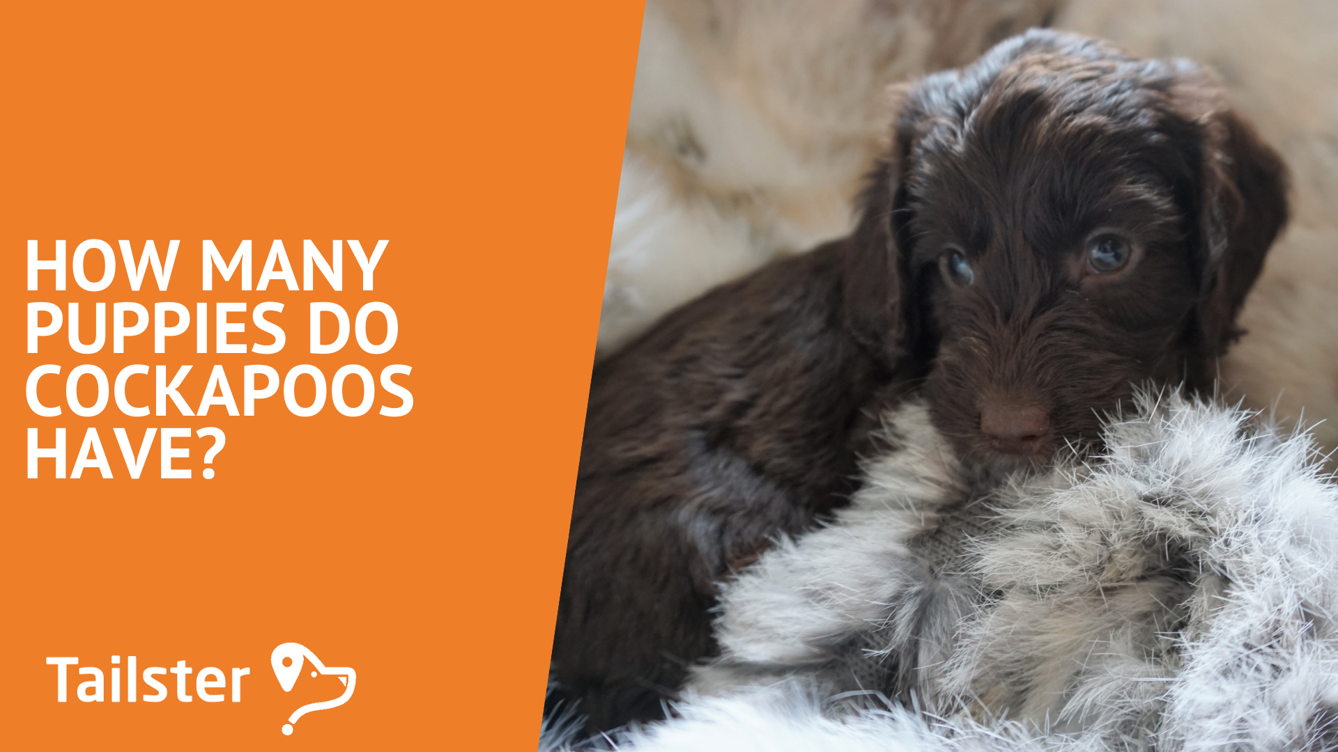 How Many Puppies Do Cockapoos Have?