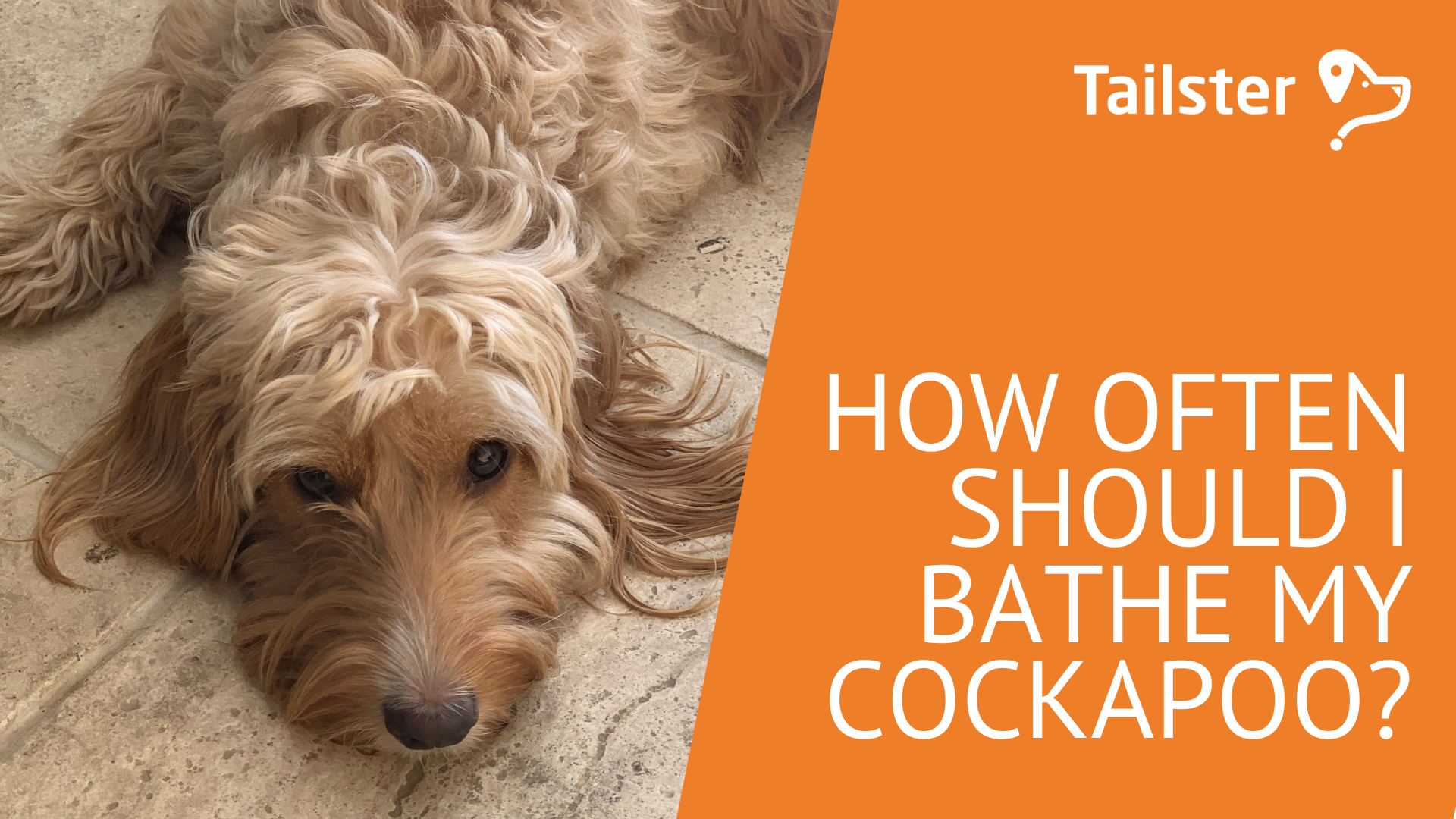 How Often Should I Bathe My Cockapoo?