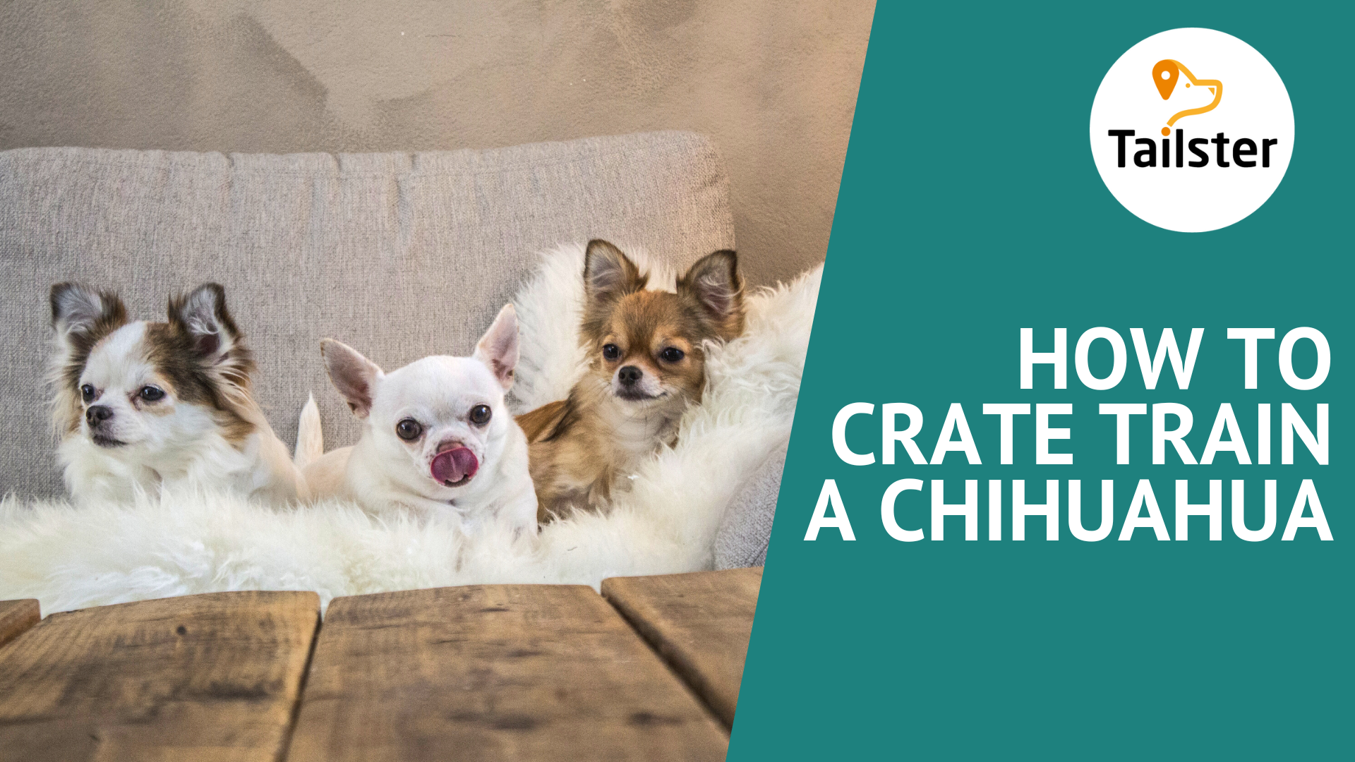 How To Crate Train A Chihuahua
