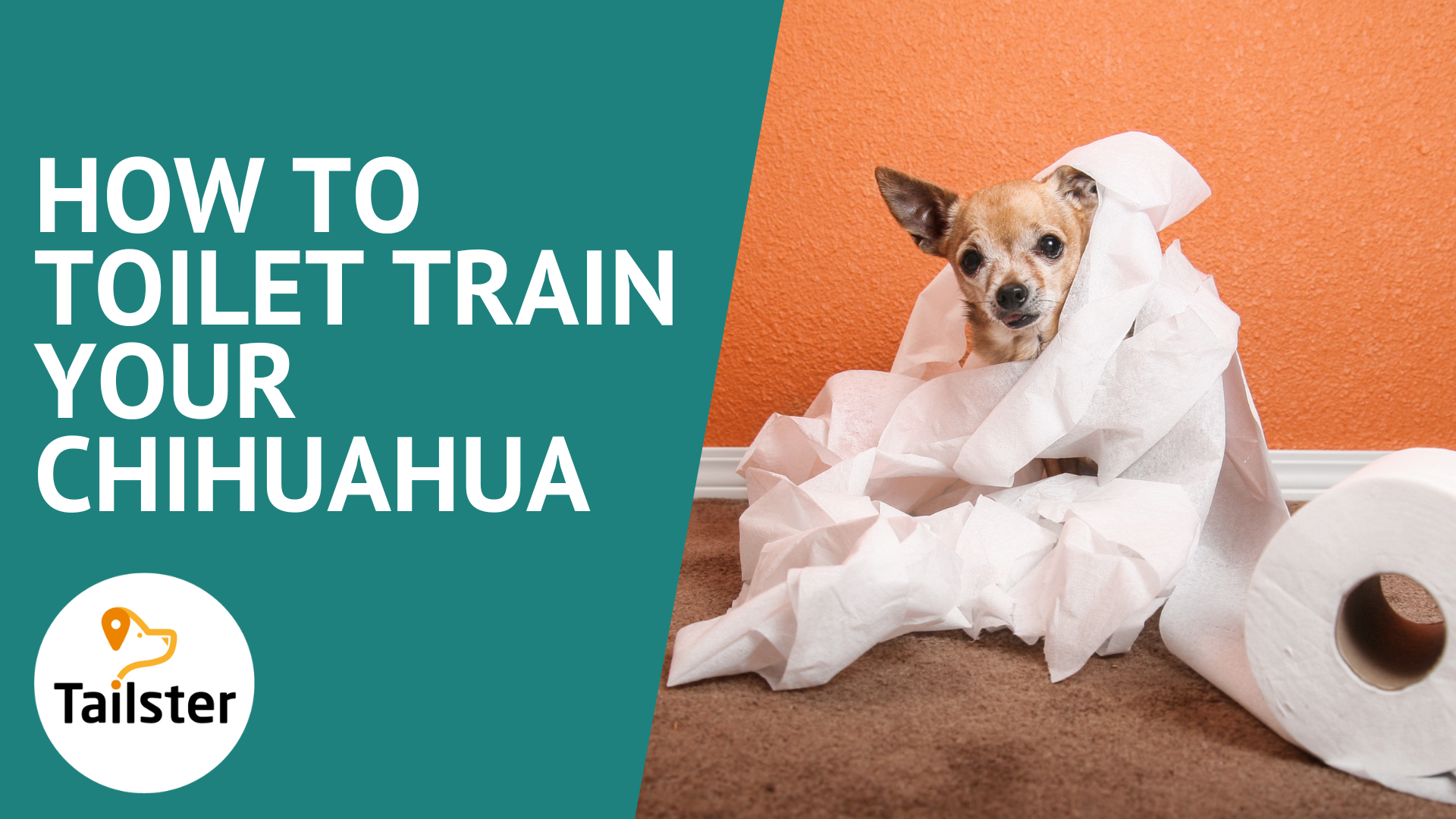 How To Toilet Train Your Chihuahua