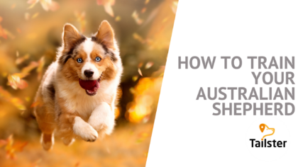 How To Train Your Australian Shepherd