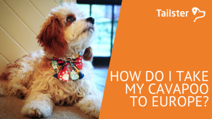 How do I take my Cavapoo to Europe?