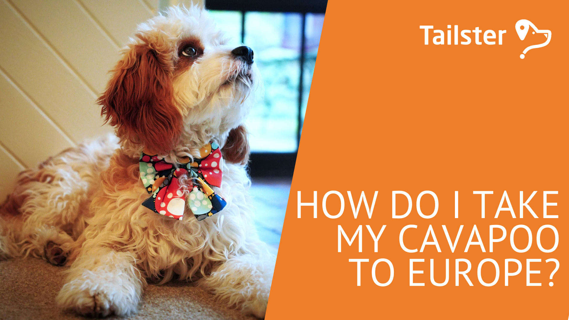 How Do I Take My Cavapoo To Europe?