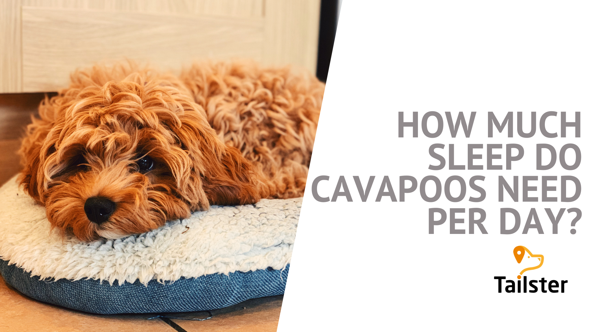 How Much Sleep Do Cavapoos Need Per Day? - What Time Does Station 19 Come On Tonight