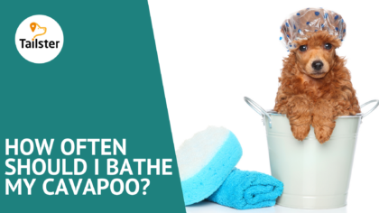 How often should I bathe my Cavapoo?