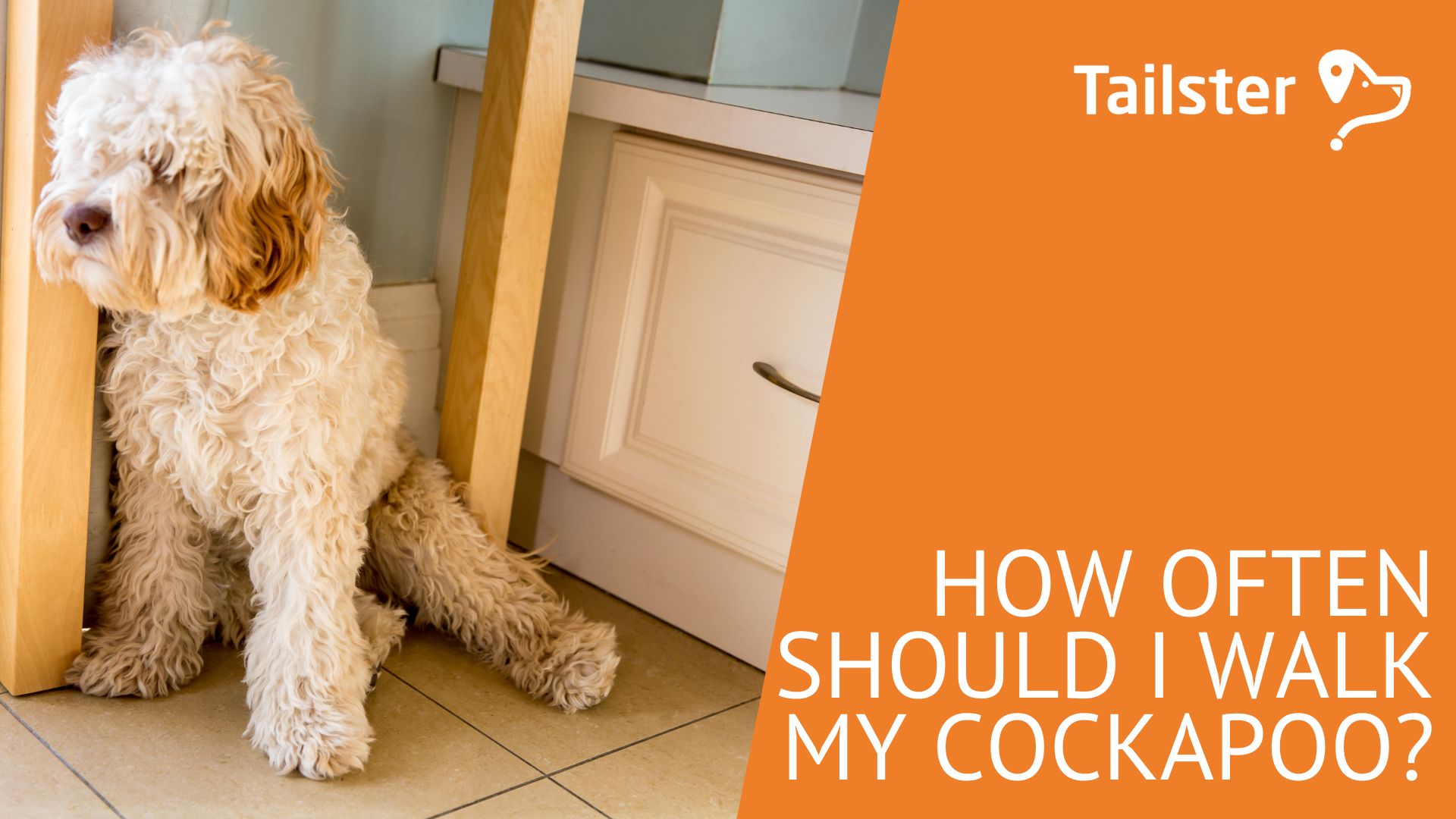 How Often Should I Walk My Cockapoo?