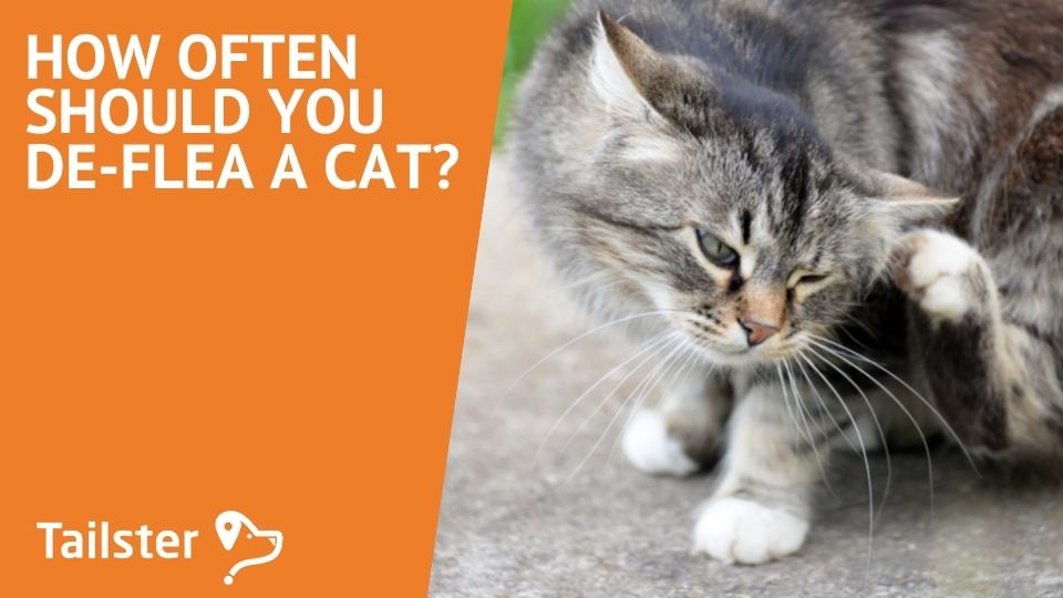 How Often Should You Deflea A Cat?