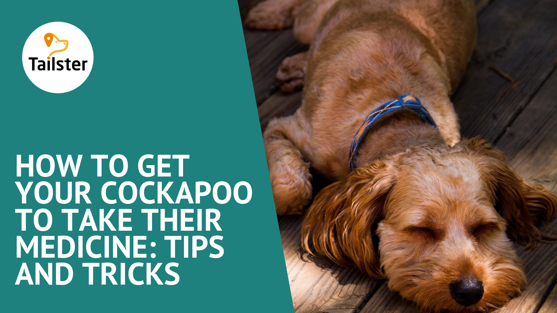 How To Get Your Cockapoo To Take Their Medicine Tips And Tricks