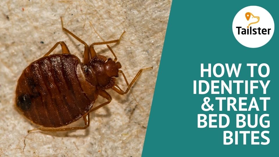 Bed Bug Bites Vs Flea Bites How To Identify And Treat Them