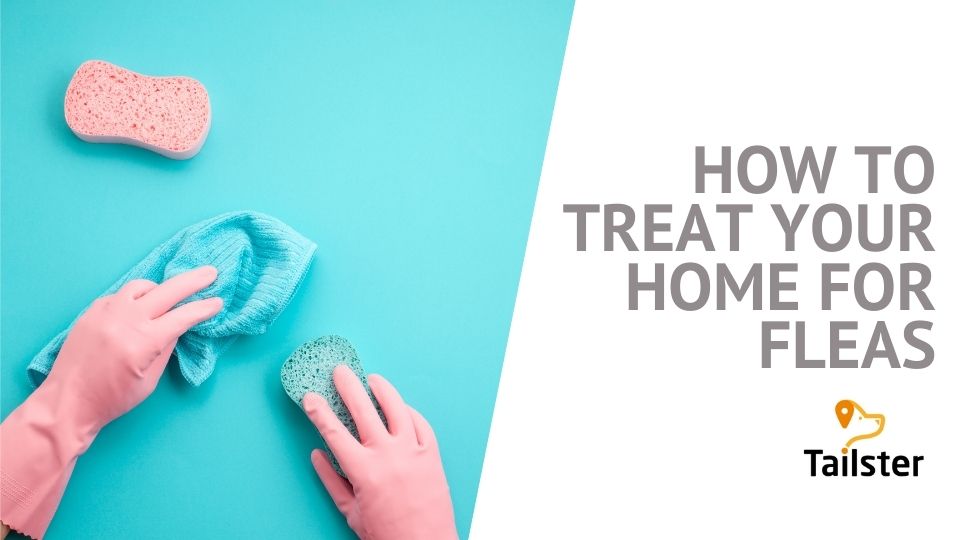How To Treat Your Home For Fleas