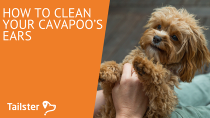 How to clean your Cavapoo’s ears