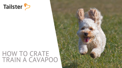 How to crate train a Cavapoo