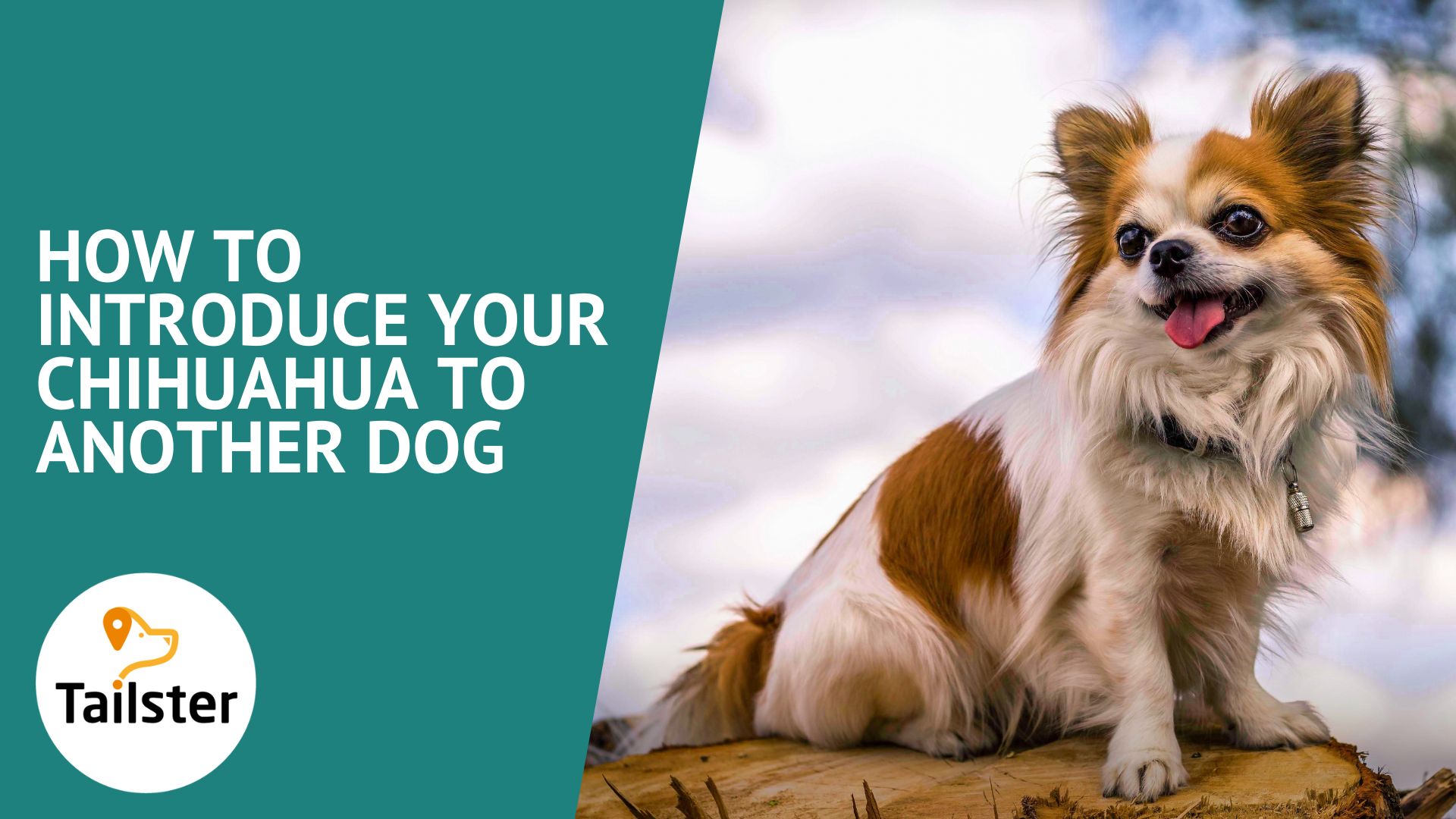 How To Introduce Your Chihuahua To Another Dog