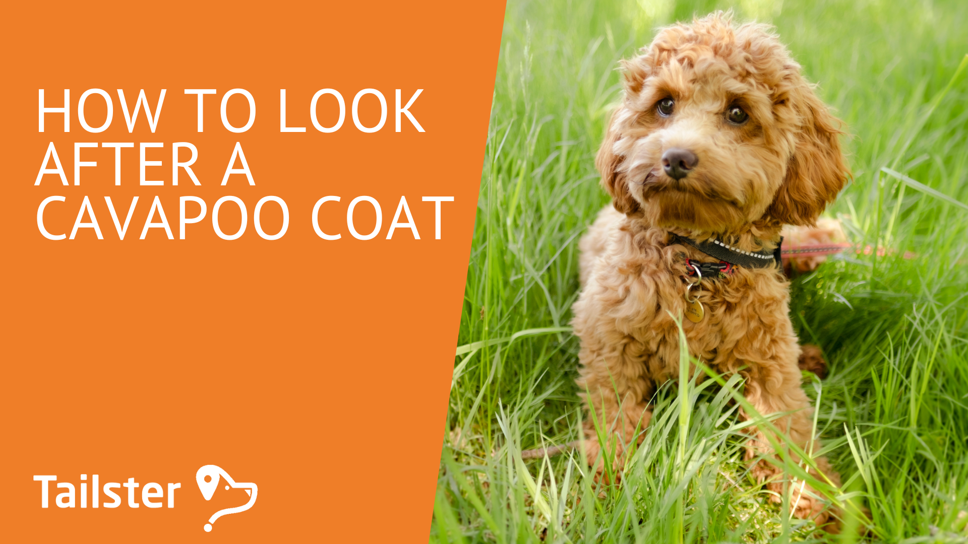 How To Look After A Cavapoo Coat