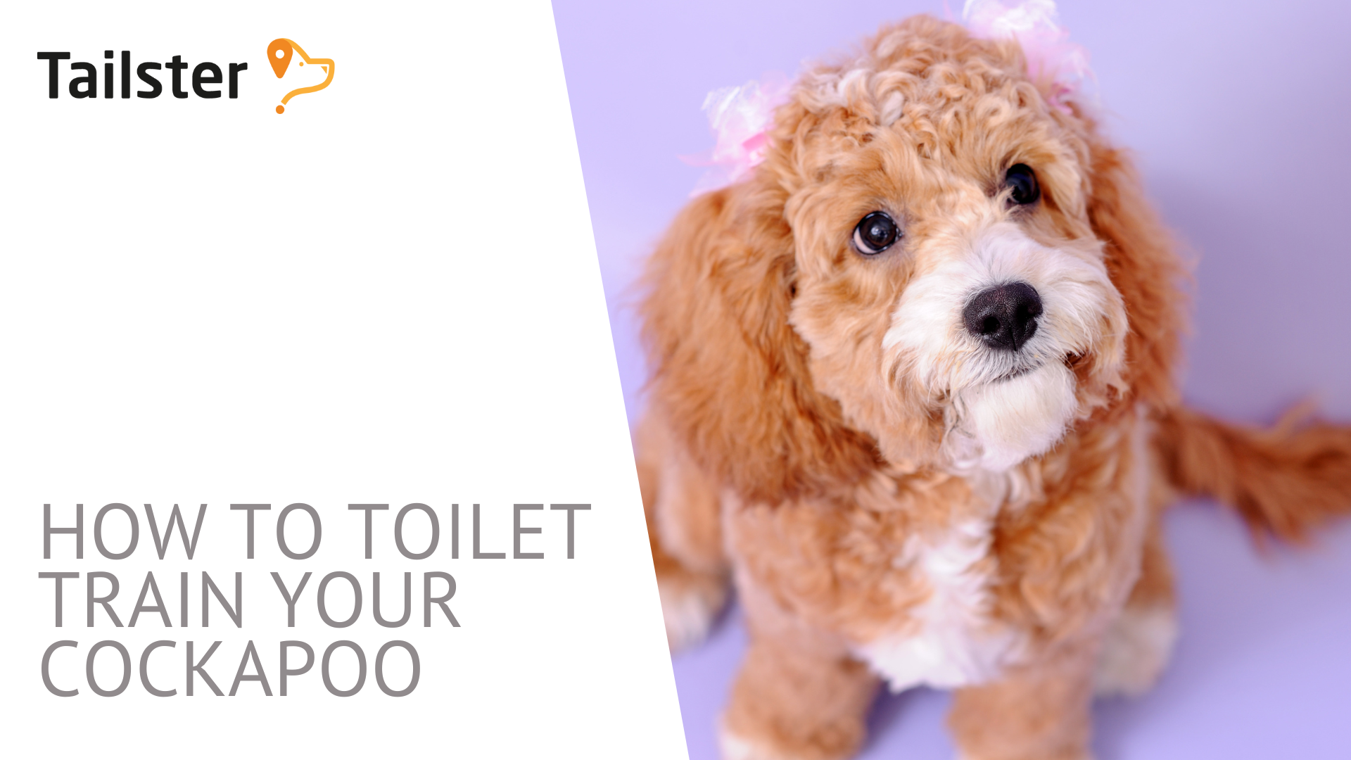 how-to-toilet-train-your-cockapoo